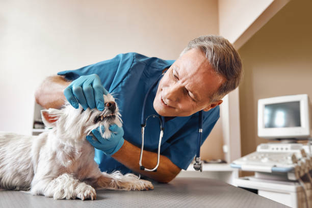 Best Emergency Dental Services for Seniors in Laguna Niguel, CA